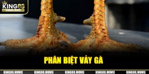 Cách phân biệt vảy gà đá hay do King88 tổng hợp gửi đến người chơi